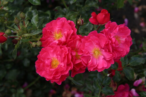 Rosa ‘Hotline’ - roos