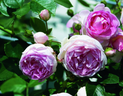 Rosa ‘Jasmina’