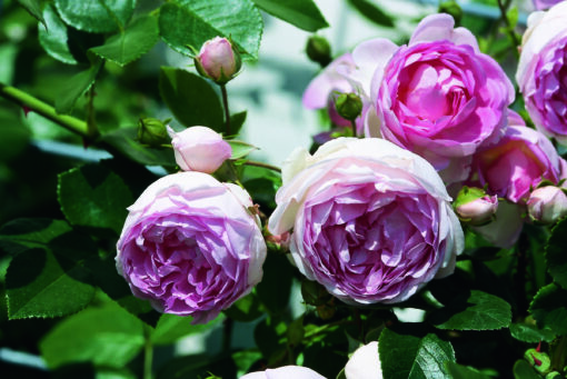 Rosa ‘Jasmina’ - klimroos