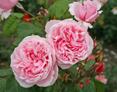 Rosa ‘Kiss me Kate’