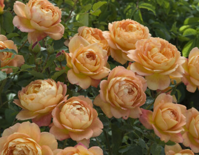 Rosa ‘Lady Of Shalott’ - Geurende Roos