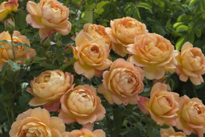 Rosa ‘Lady Of Shalott’ - Geurende Roos