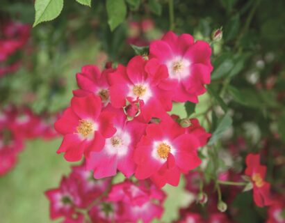 Rosa ‘Libertas’