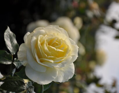 Rosa ‘Limona’ - roos