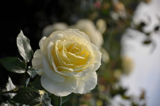 Rosa ‘Limona’ - roos