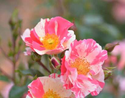 Rosa ‘Mind Games’ - trosroos