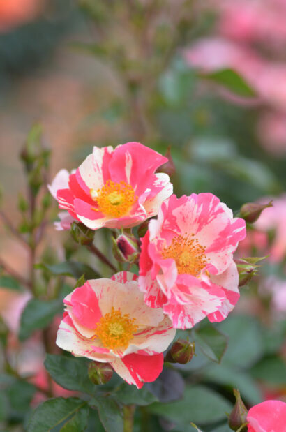 Rosa ‘Mind Games’ - trosroos