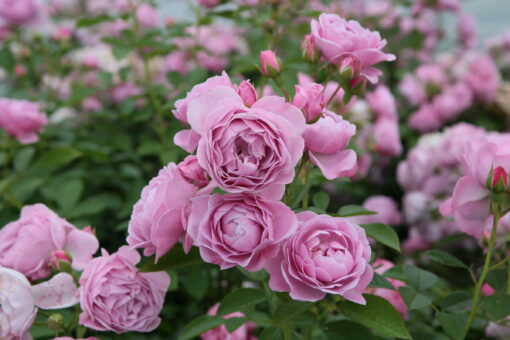 Rosa ‘Nautica’ - grootbloemige roos