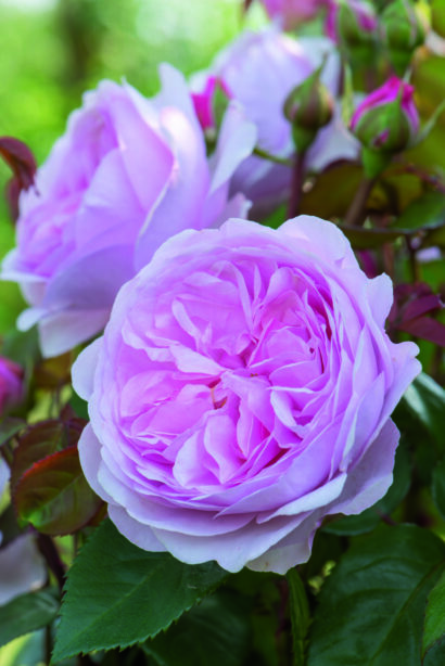 Rosa ‘Olive Rose Austin’ - Geurende Roos