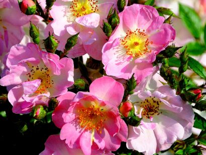 Rosa ‘Open Arms’ - miniatuurklimroos