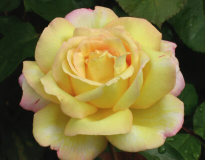 Rosa ‘Peace’ - Roos