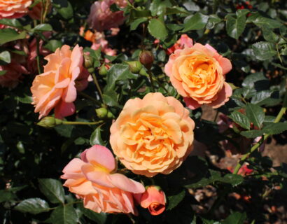 Rosa ‘Peach Melba’ - klimroos