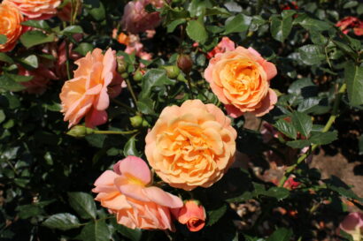 Rosa ‘Peach Melba’ - klimroos