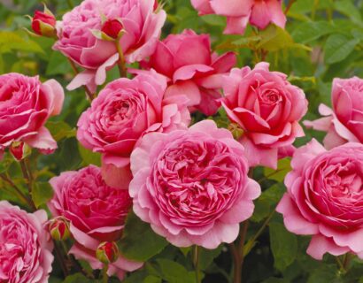 Rosa ‘Prinsess Alexandra Kent’ - Geurende Roos