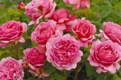 Rosa ‘Prinsess Alexandra Kent’ - Geurende Roos