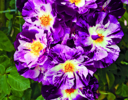 Rosa ‘Purple Splash’ - klimroos