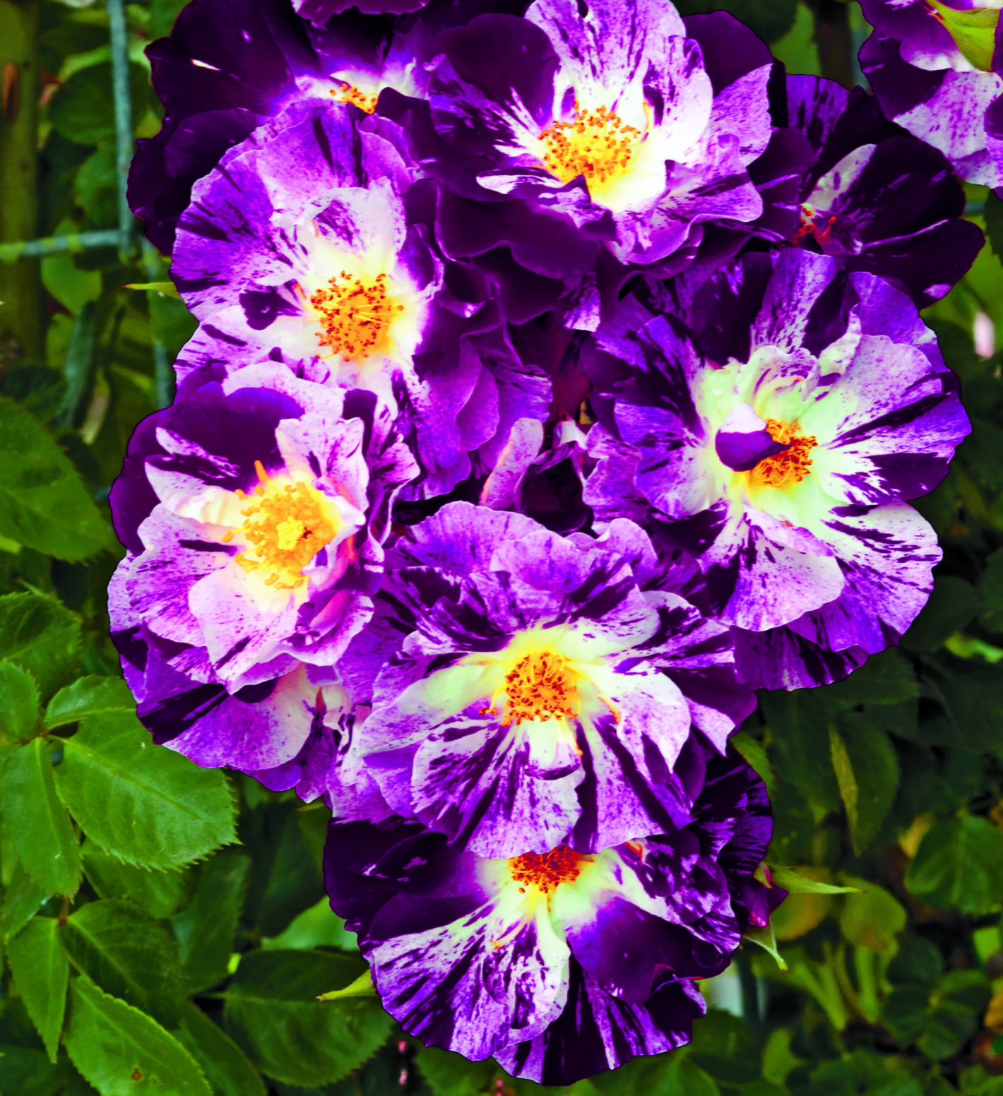Rosa ‘Purple Splash’ - klimroos