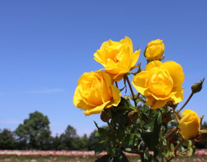 Rosa ‘Royal De Soleil’ - roos