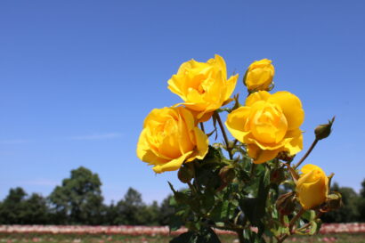 Rosa ‘Royal De Soleil’ - roos