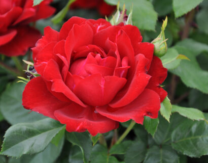 Rosa ‘Red Wanderer’ - Roos