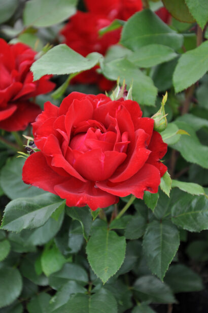 Rosa ‘Red Wanderer’ - Roos