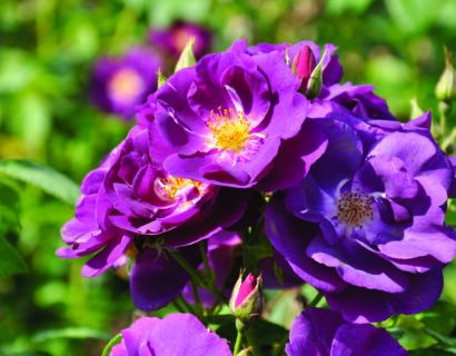 Rosa ‘Climbing Rhapsody in Blue’ - Roos