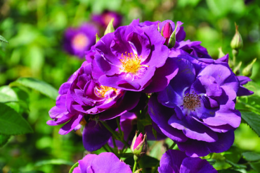 Rosa ‘Climbing Rhapsody in Blue’ - Roos