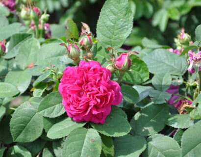 Rosa ‘Rose De Rescht’ - roos