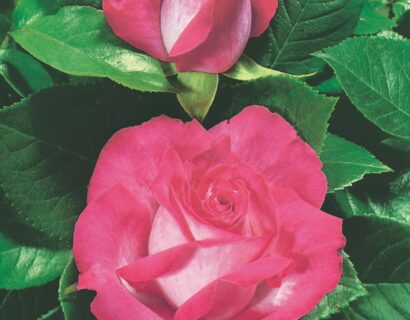 Rosa ‘Gaujard’ - Roos