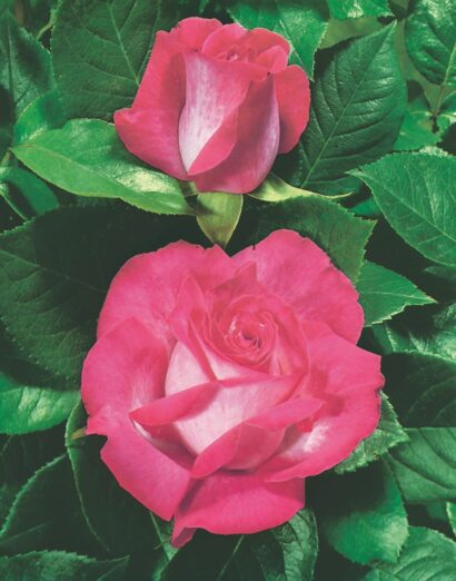 Rosa ‘Gaujard’ - Roos