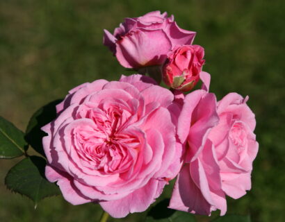 Rosa ‘Rosengräfin Marie Henriette’ - Geurende roos