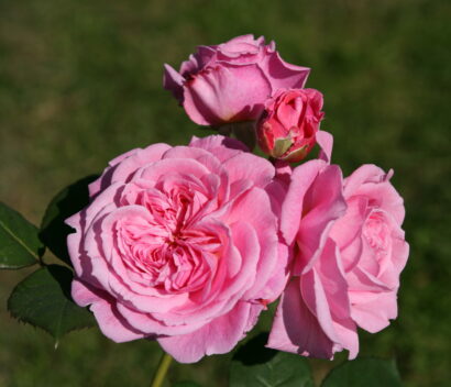 Rosa ‘Rosengräfin Marie Henriette’ - Geurende roos