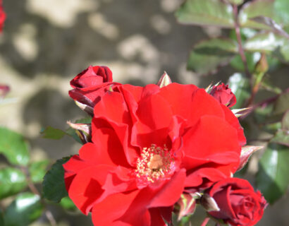 Rosa ‘Roter Korsar’ - klimroos