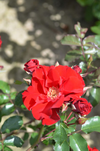 Rosa ‘Roter Korsar’ - klimroos