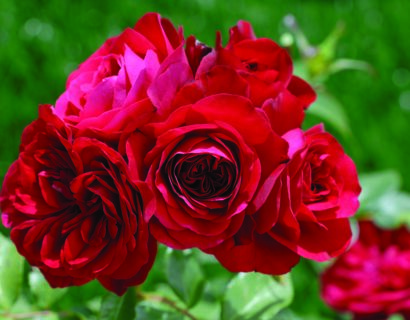 Rosa ‘rouge meilove’ op stam - stamroos