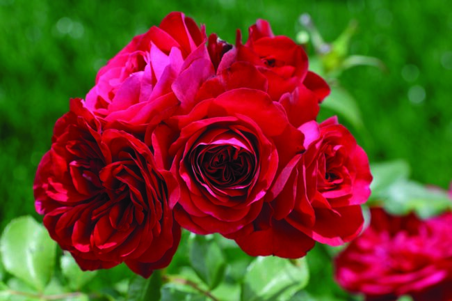 Rosa ‘rouge meilove’ op stam - stamroos