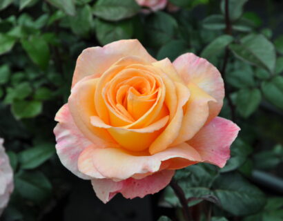 Rosa ‘Scented Memory’ - Oranje geurende Struikroos