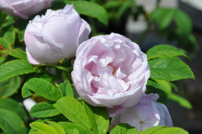 Rosa ‘Schneekoppe’ - Bottelroos