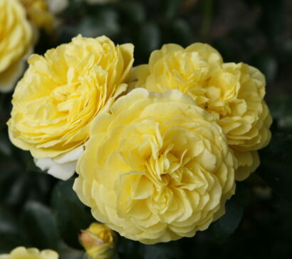 Rosa ‘Solero’ - roos