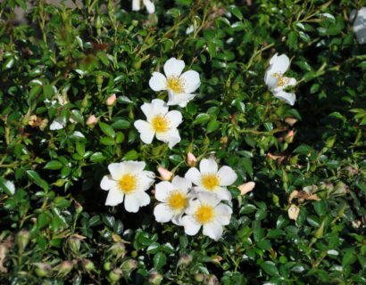 Rosa ‘Sonnenroschen’ - bodembedekkende roos