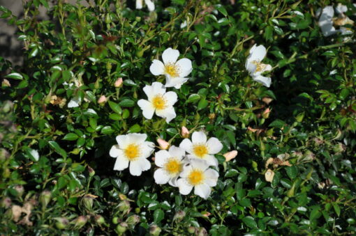 Rosa ‘Sonnenroschen’ - bodembedekkende roos