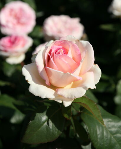 Rosa ‘Souvenir De Baden Baden’ - roos