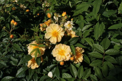 Rosa ‘Sunny Siluatta’ - klimroos