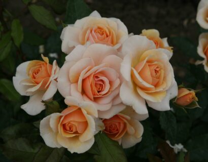 Rosa ‘Sweet Honey’ - roos