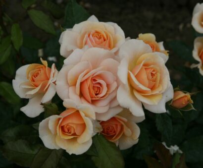 Rosa ‘Sweet Honey’ - roos