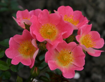 Rosa ‘Topolina’ - miniatuurroos