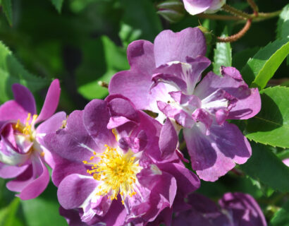 Rosa ‘Veilchenblau’ - klimroos