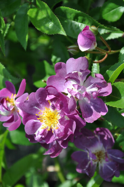 Rosa ‘Veilchenblau’ - klimroos