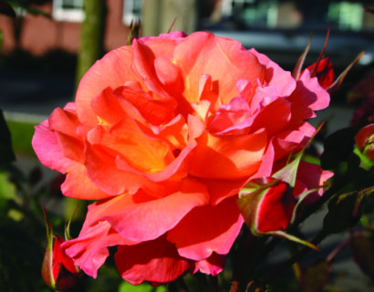 Rosa ‘Westerland’ - klimroos