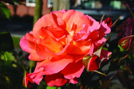Rosa ‘Westerland’ - klimroos